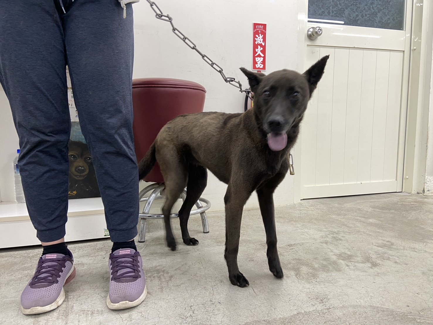 台北市已領養狗 混種犬
