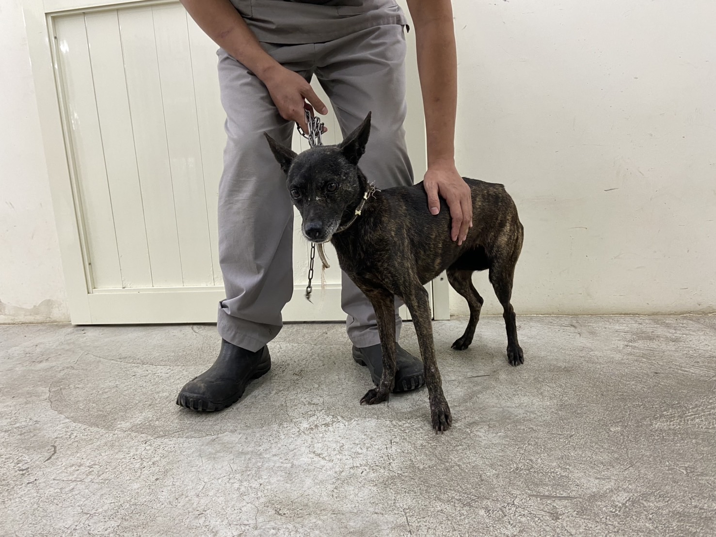 台北市已領養狗 混種犬
