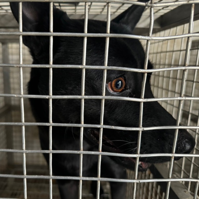 台南市已領養狗 混種犬
