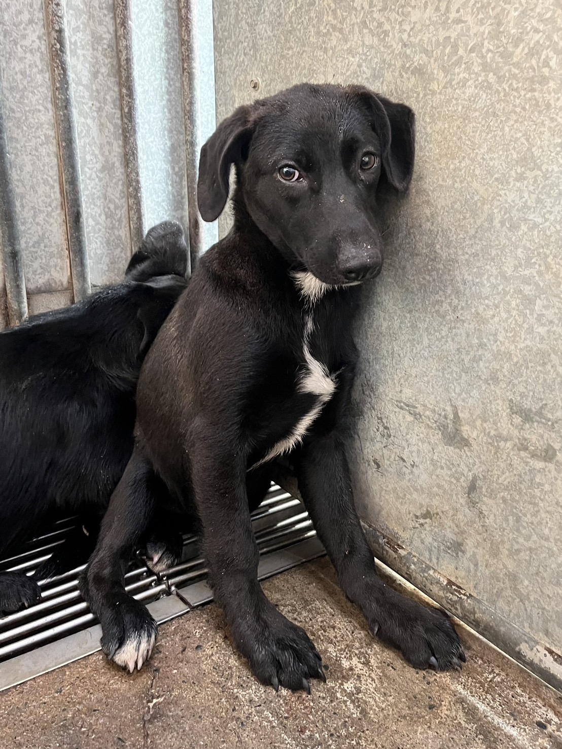 彰化縣已領養狗 混種犬