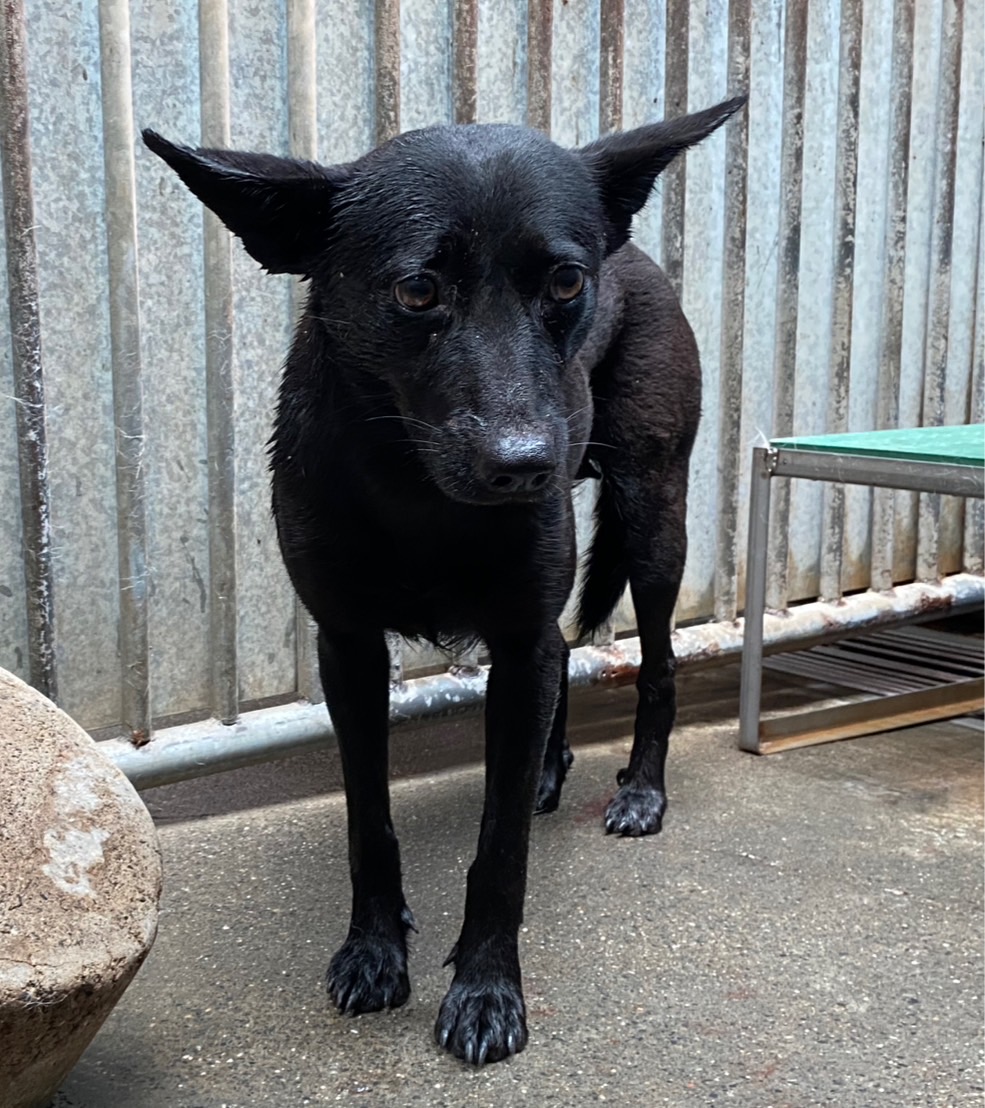 彰化縣已領養狗 混種犬