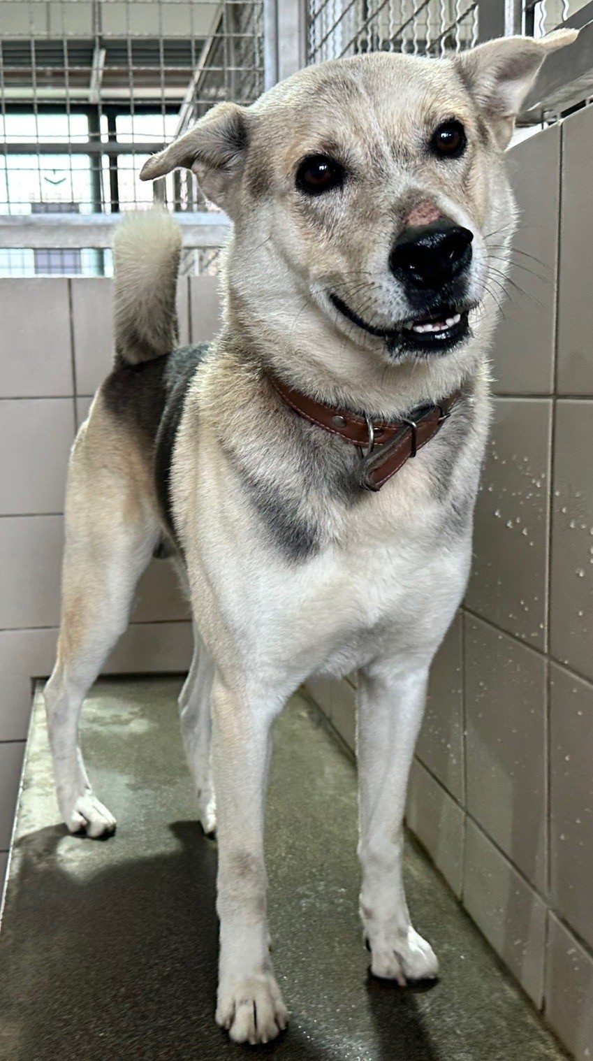 花蓮縣待認養狗 混種犬