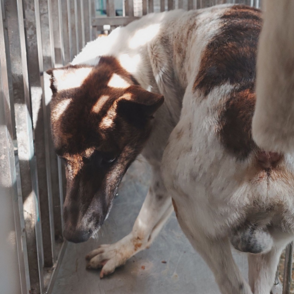 台南市已領養狗 混種犬