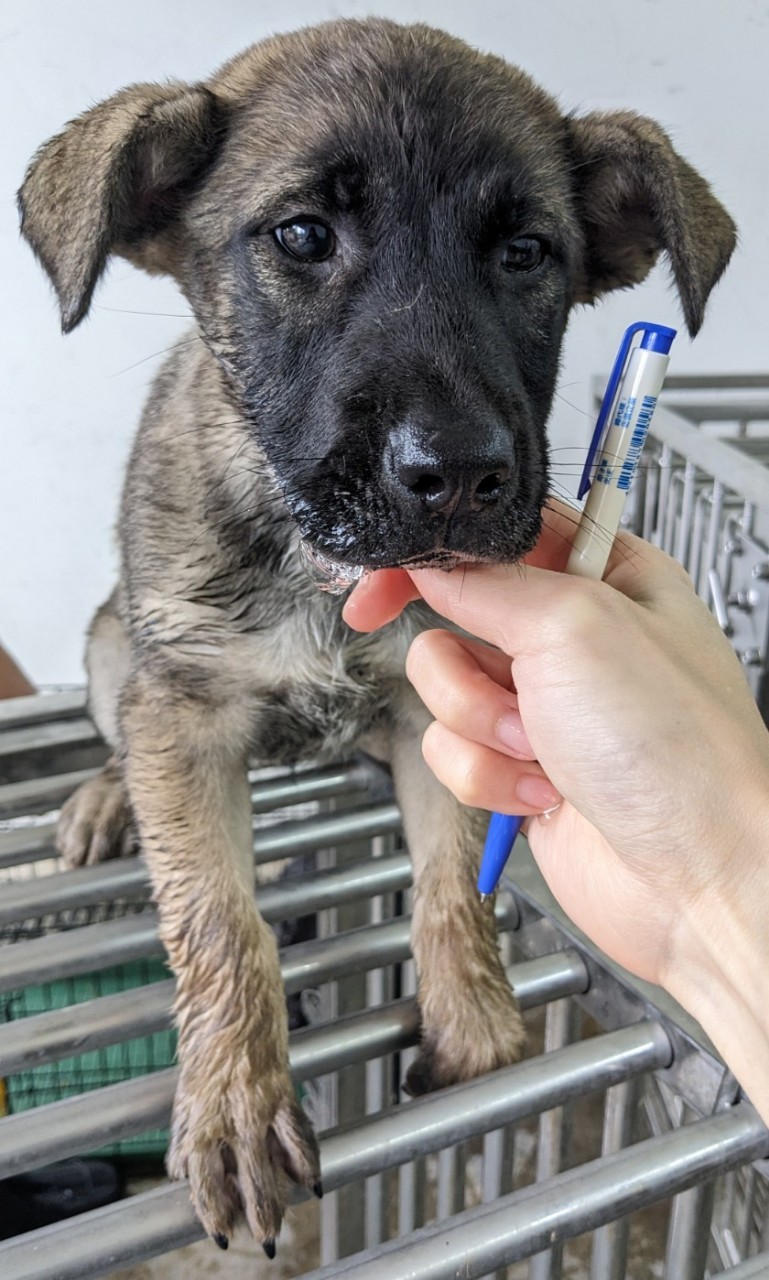花蓮縣已領養狗 混種犬