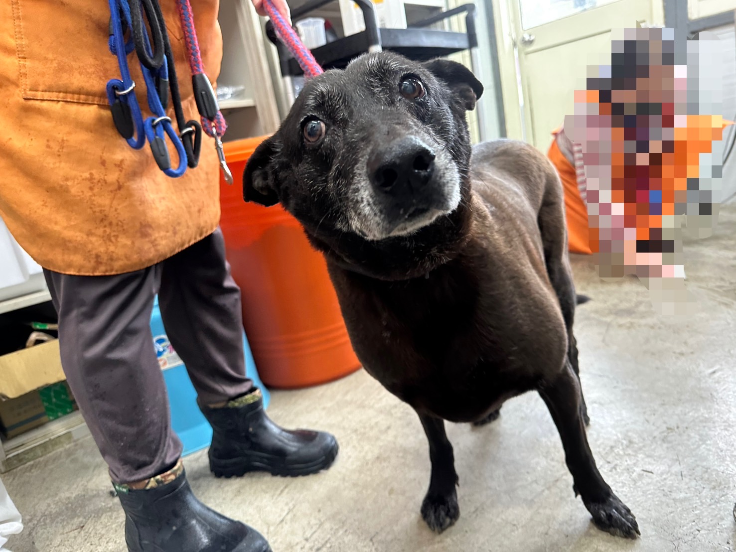 台北市已領養狗 混種犬