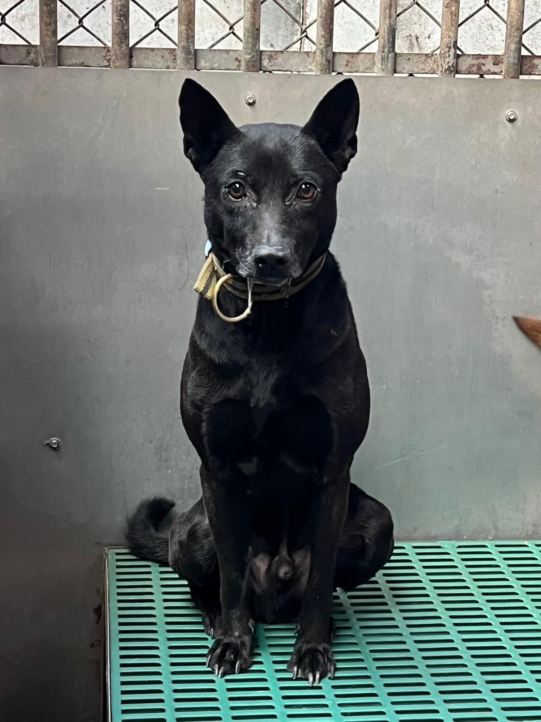 彰化縣已領養狗 混種犬