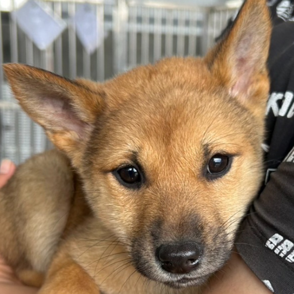 澎湖縣已領養狗 混種犬