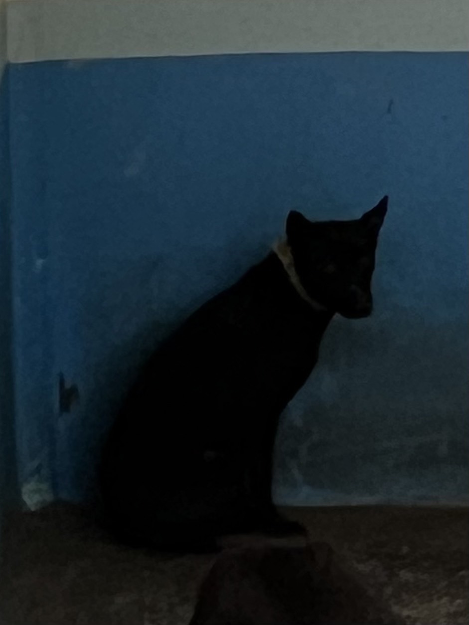 苗栗縣已領養狗 混種犬