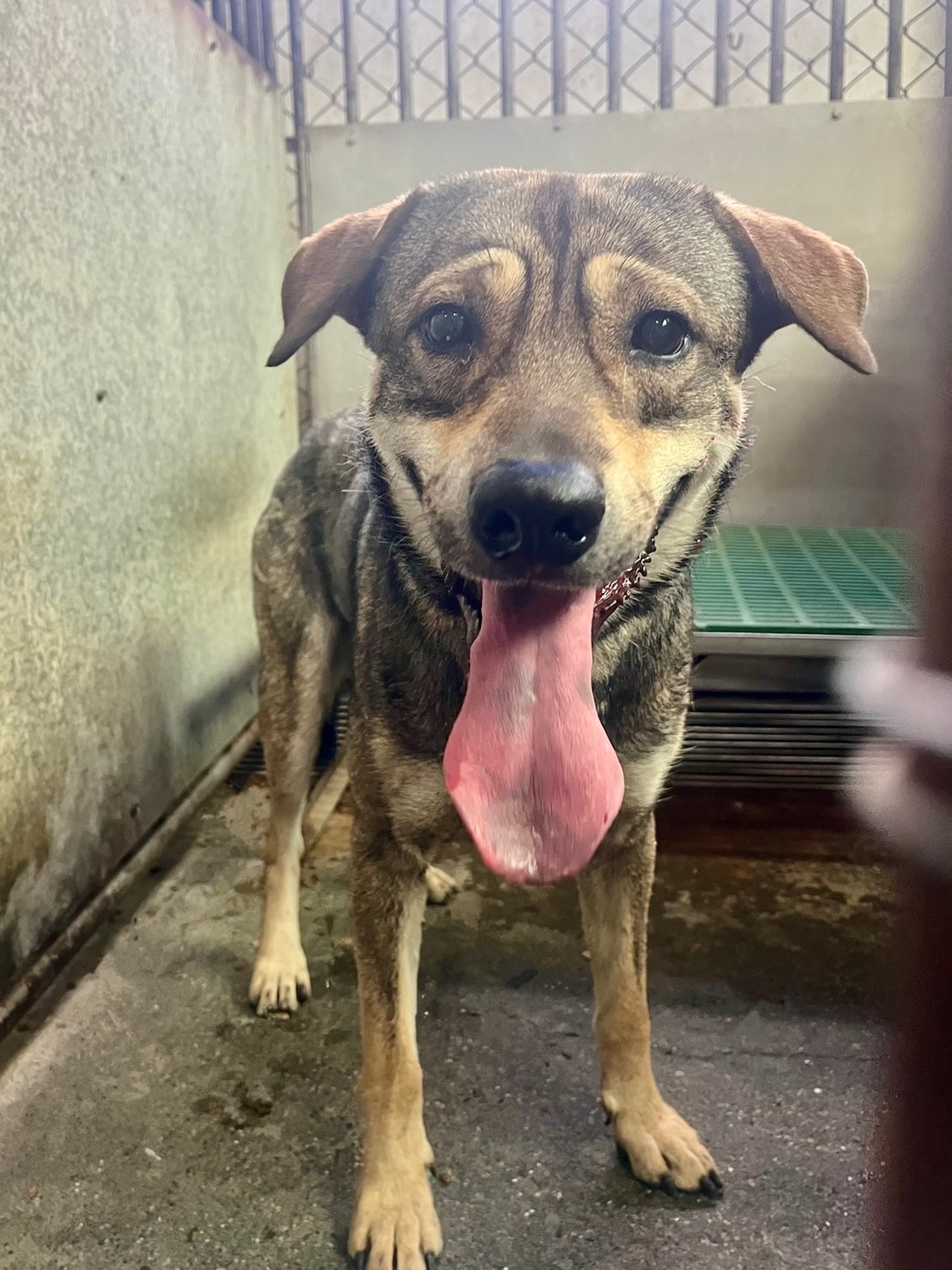 彰化縣已領養狗 混種犬