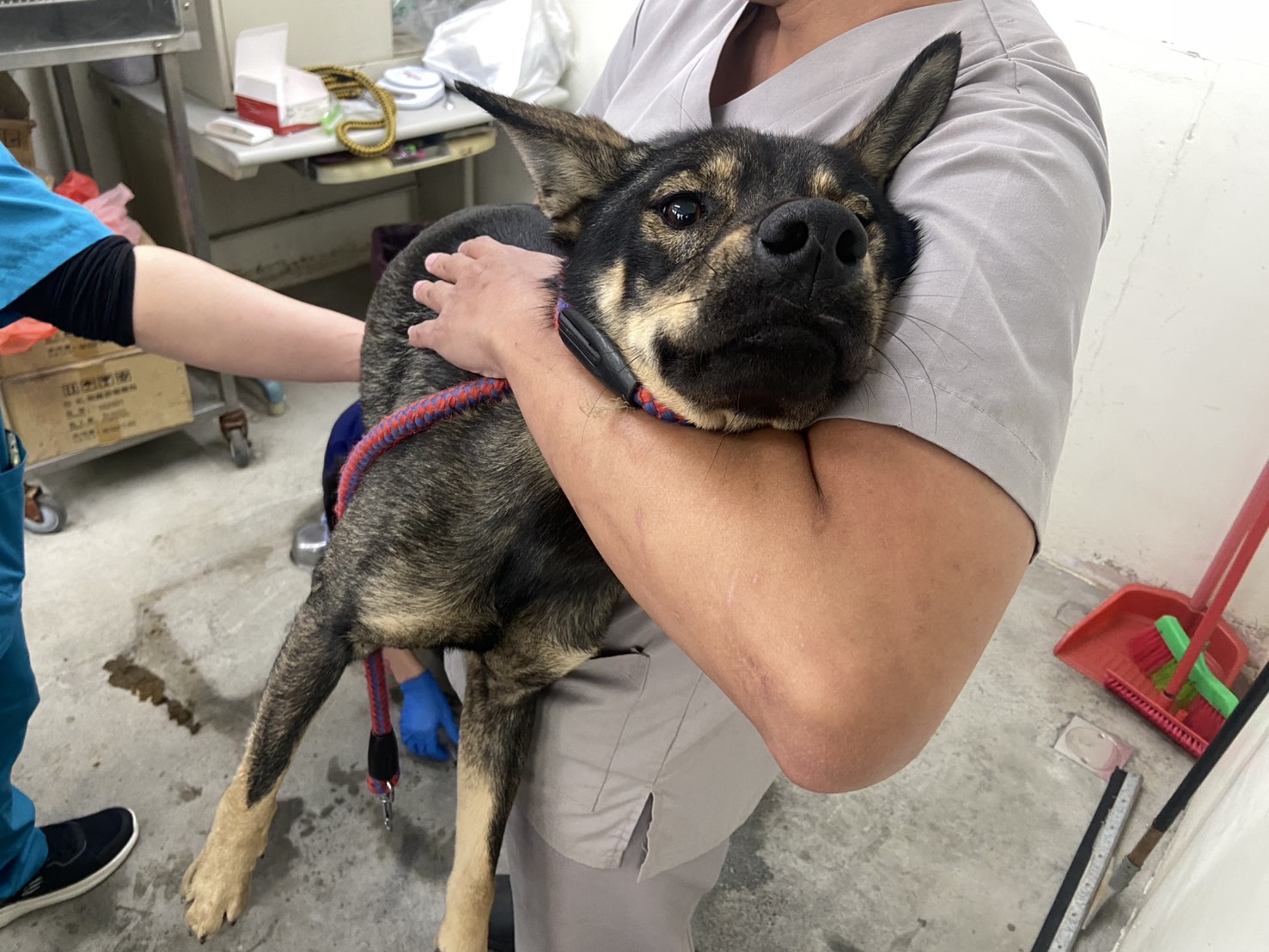 台北市已領養狗 混種犬