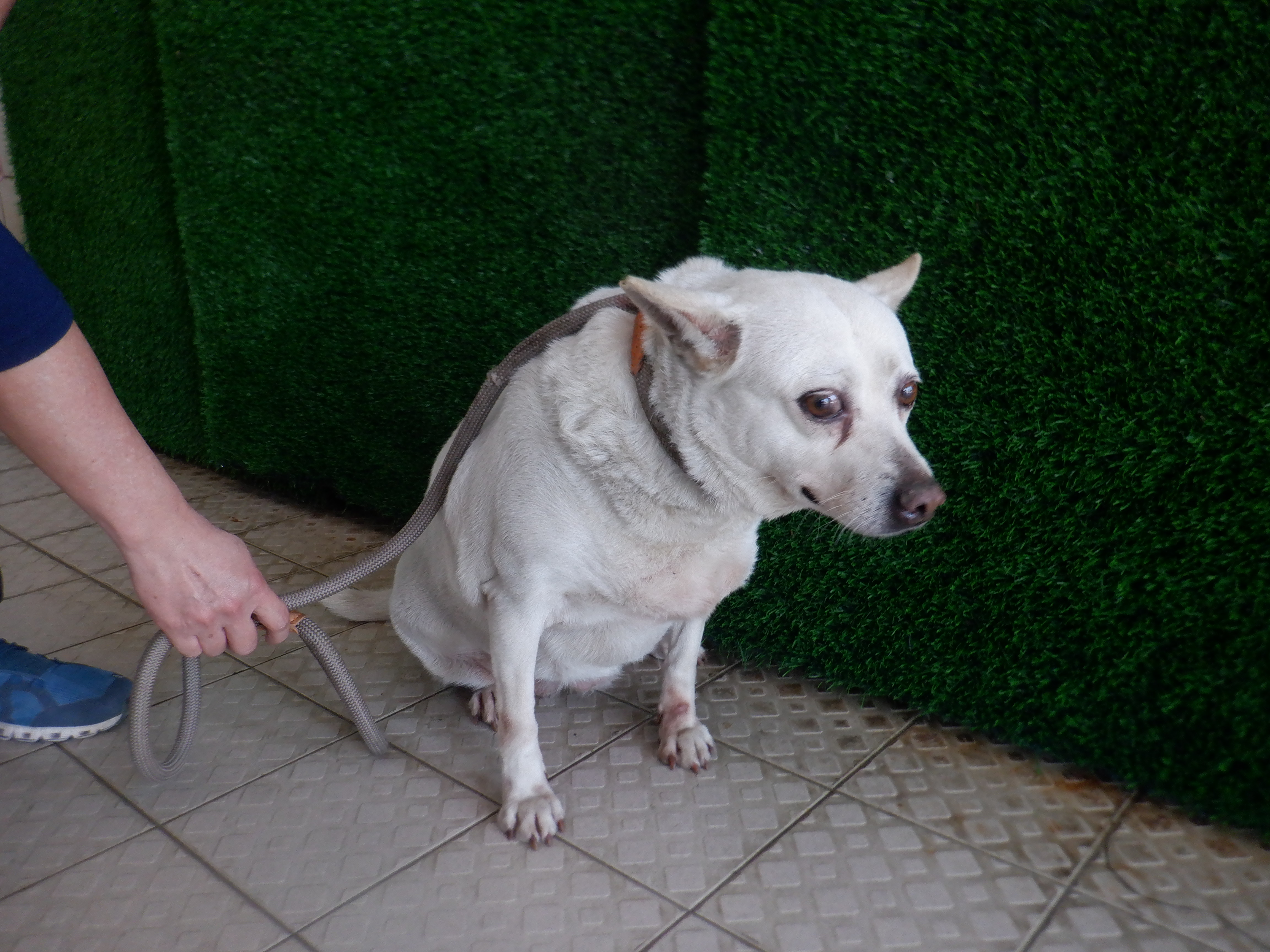 南投縣已領養狗 混種犬