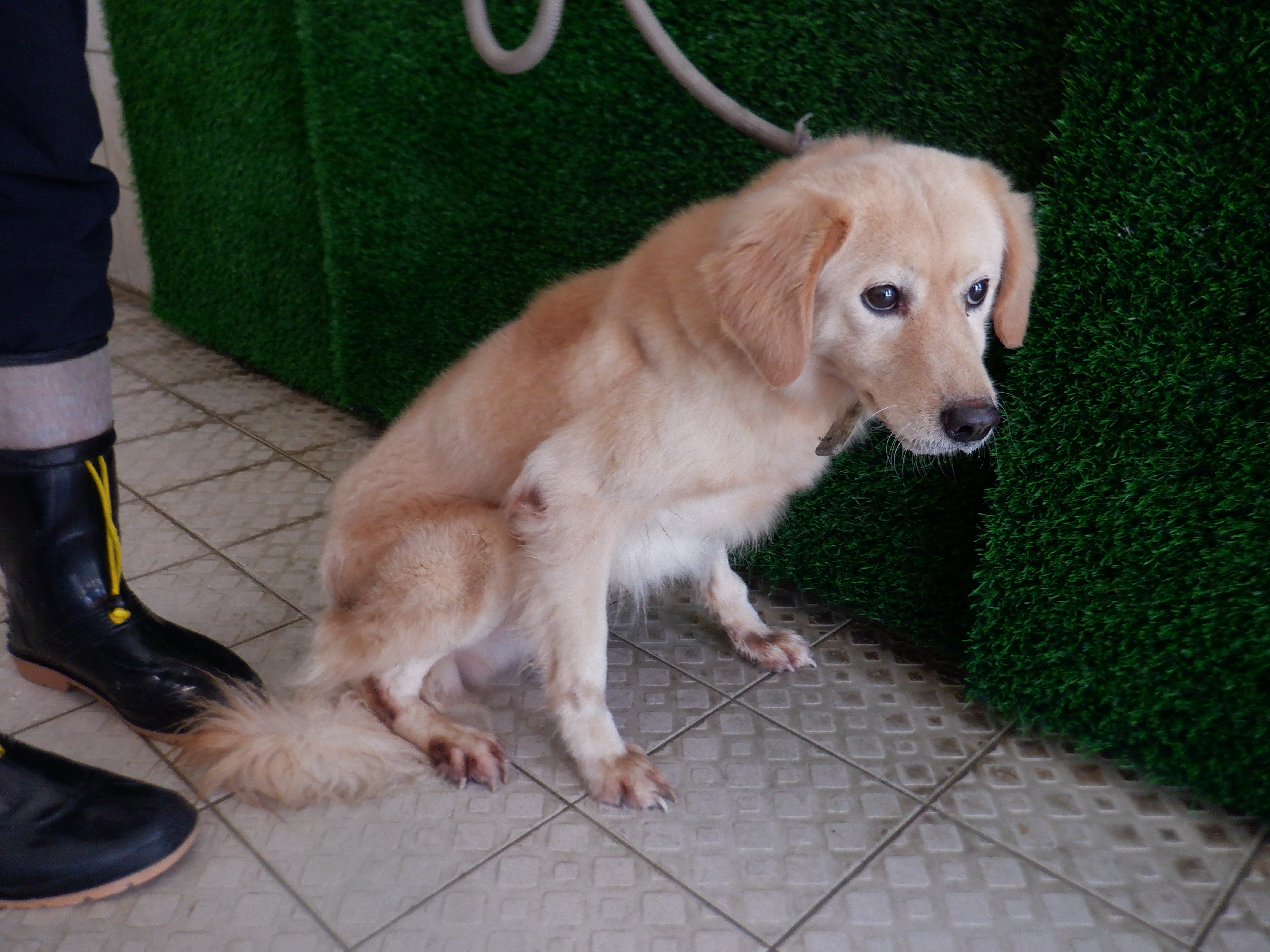 南投縣已領養狗 混種犬