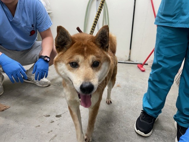 台北市已領養狗 柴犬