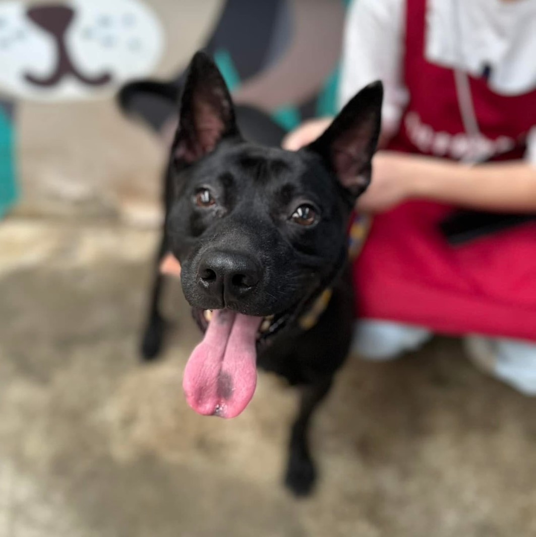 新北市已領養狗 混種犬