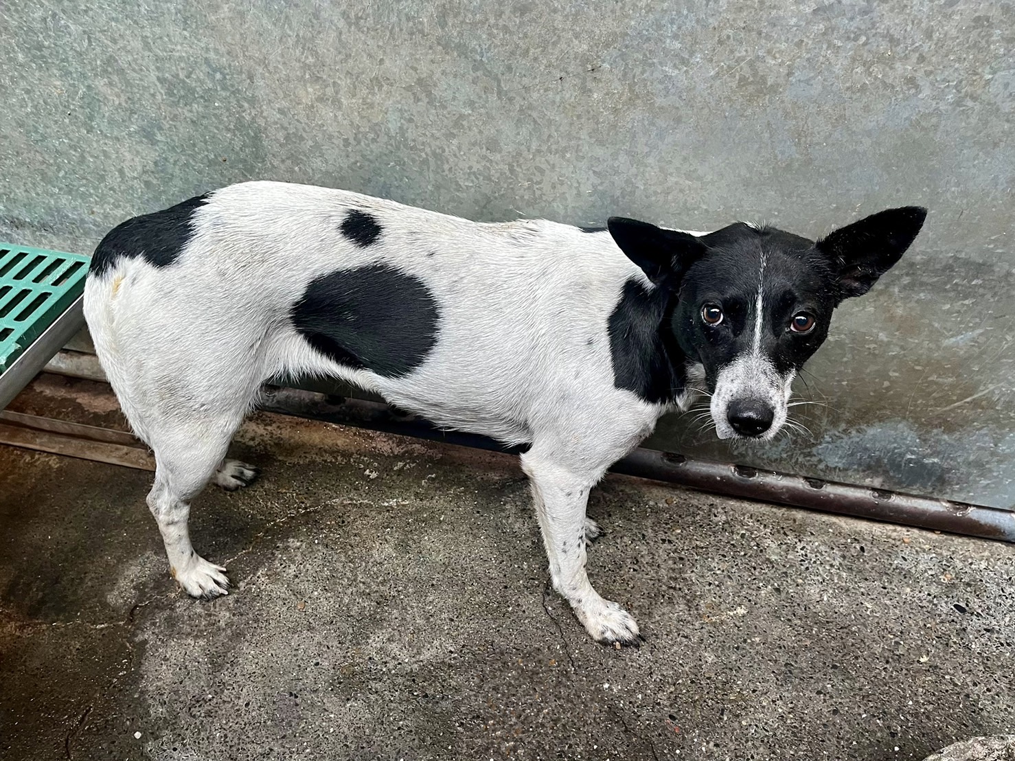 彰化縣已領養狗 混種犬