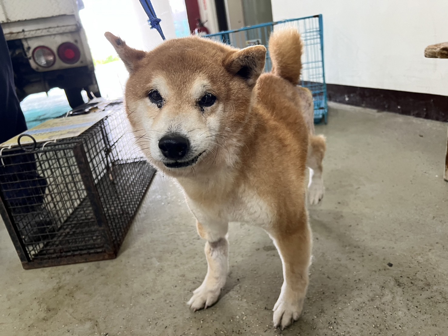 桃園市已領養狗 柴犬