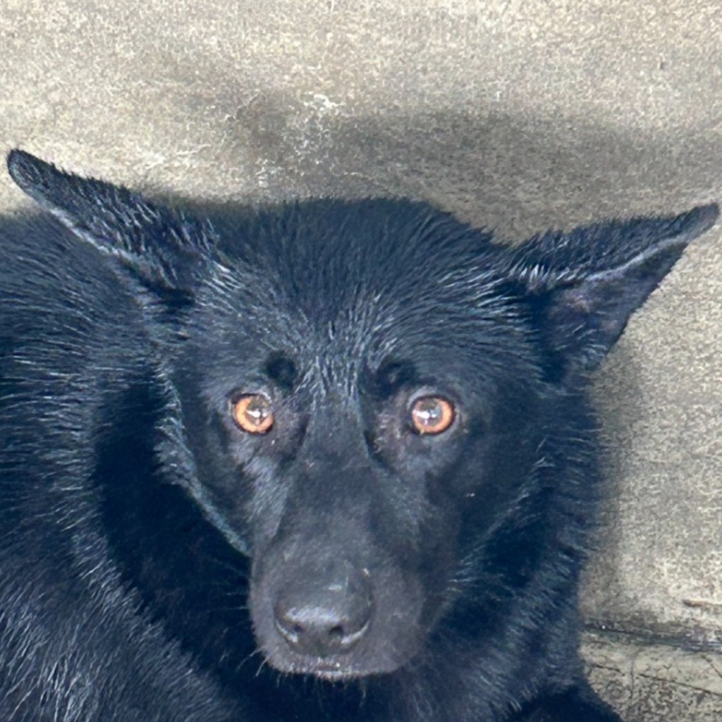 澎湖縣已領養狗 混種犬
