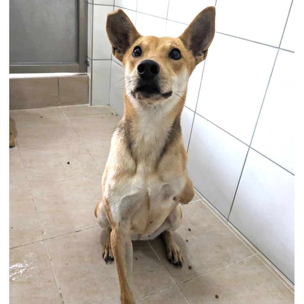 新竹縣已領養狗 混種犬