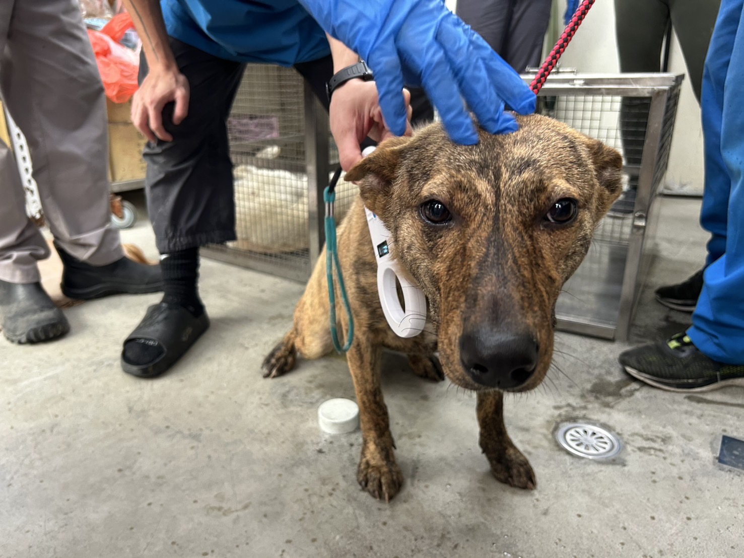 台北市已領養狗 混種犬