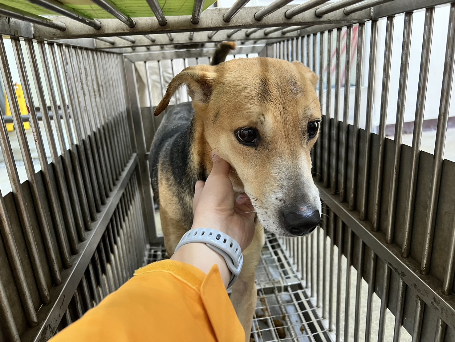 桃園市已領養狗 混種犬