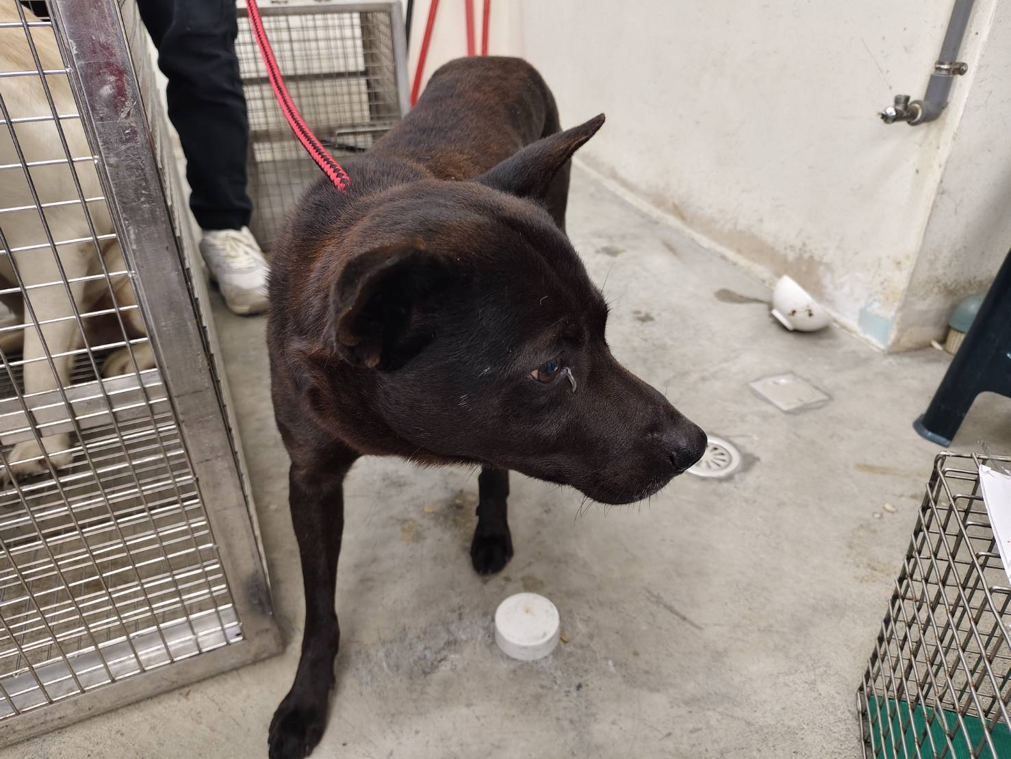台北市已領養狗 混種犬