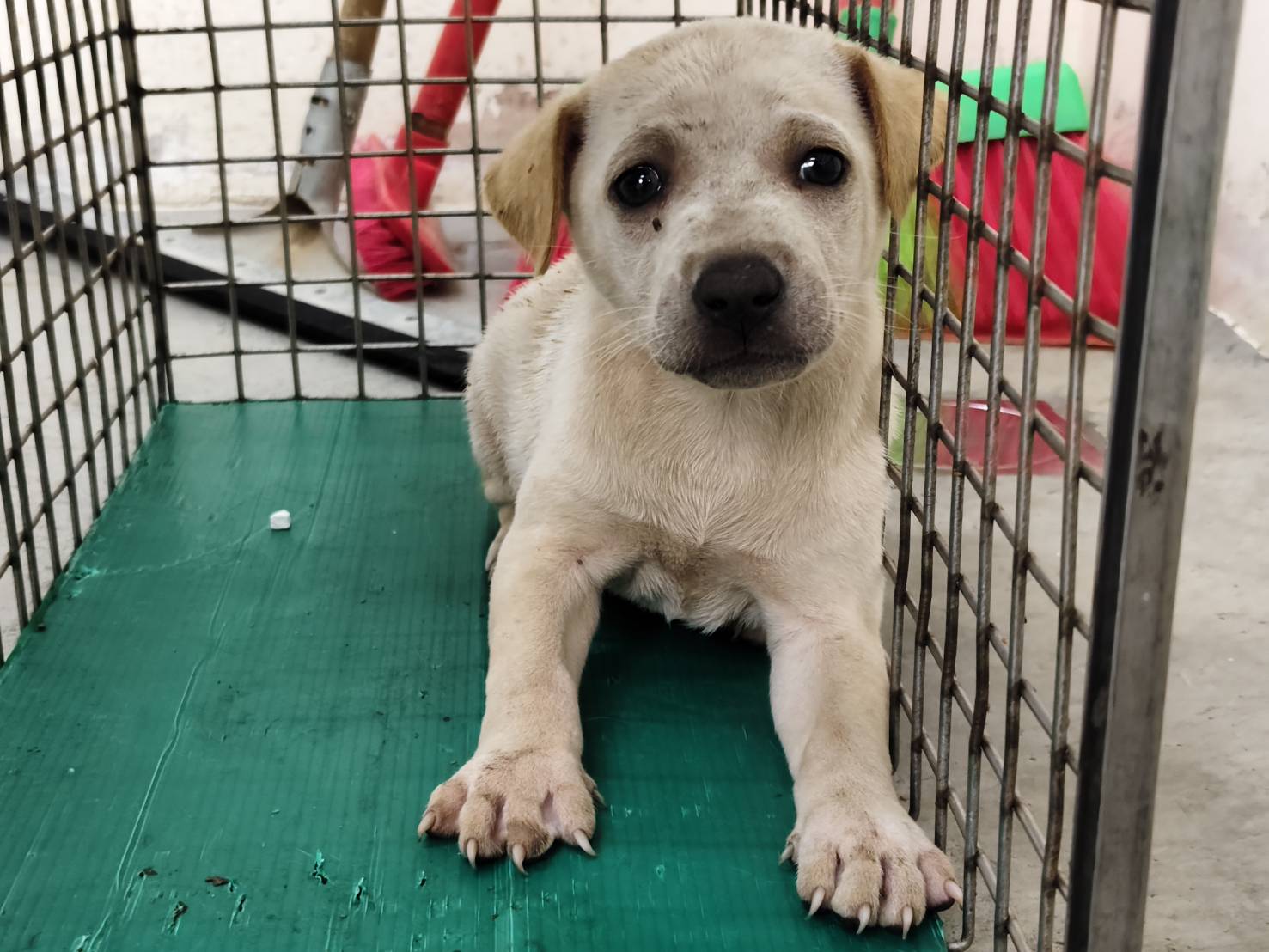 台北市已領養狗 混種犬