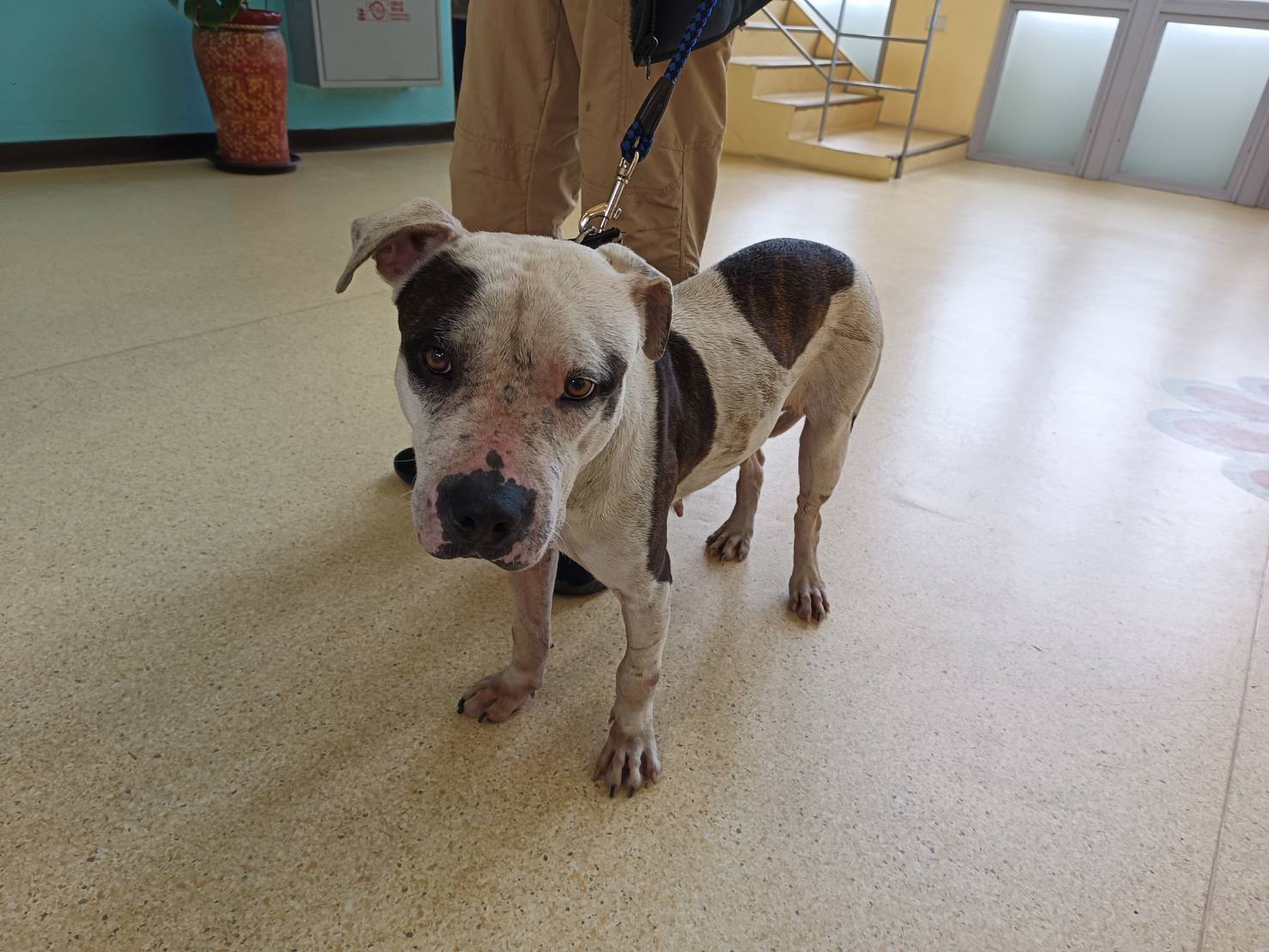 新竹市已領養狗 比特犬