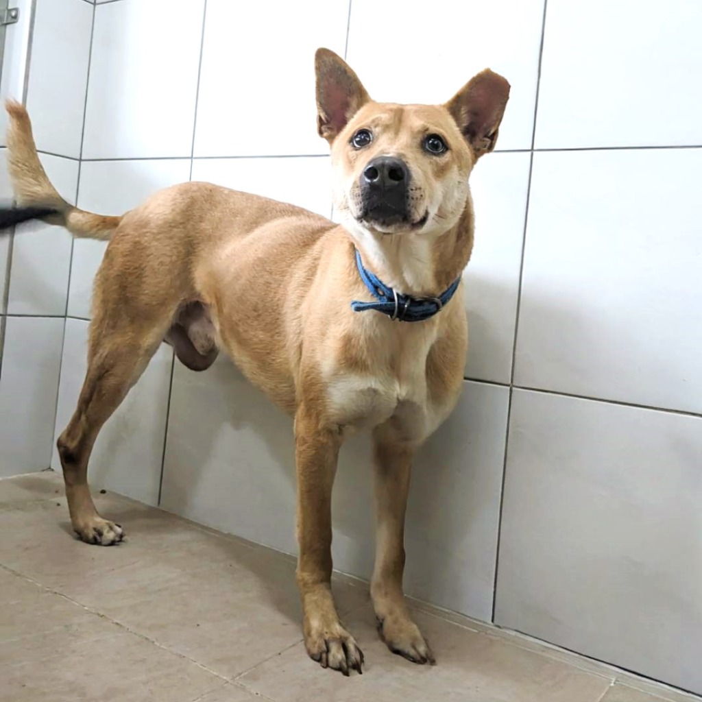 新竹縣已領養狗 混種犬