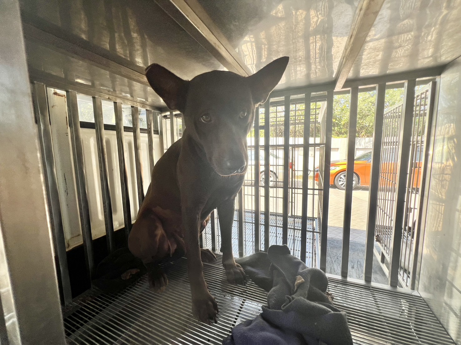 桃園市待認養狗 混種犬