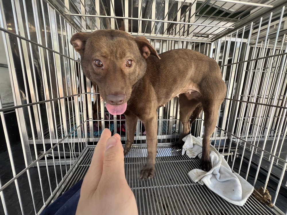 桃園市待認養狗 混種犬
