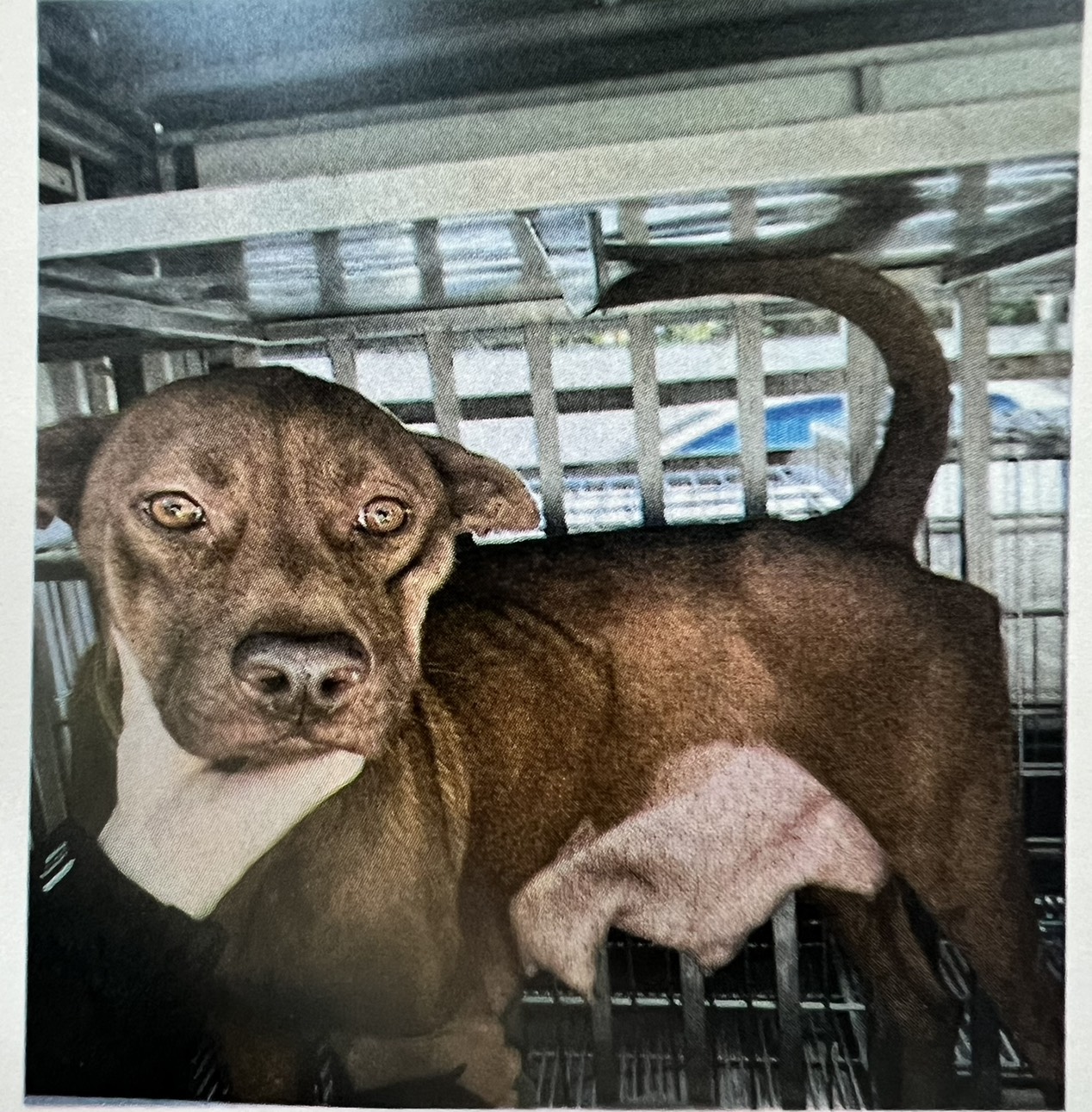 桃園市已領養狗 混種犬