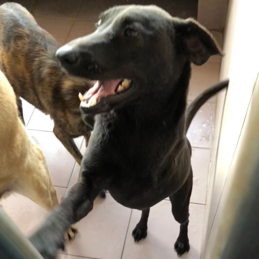 台南市已領養狗 混種犬