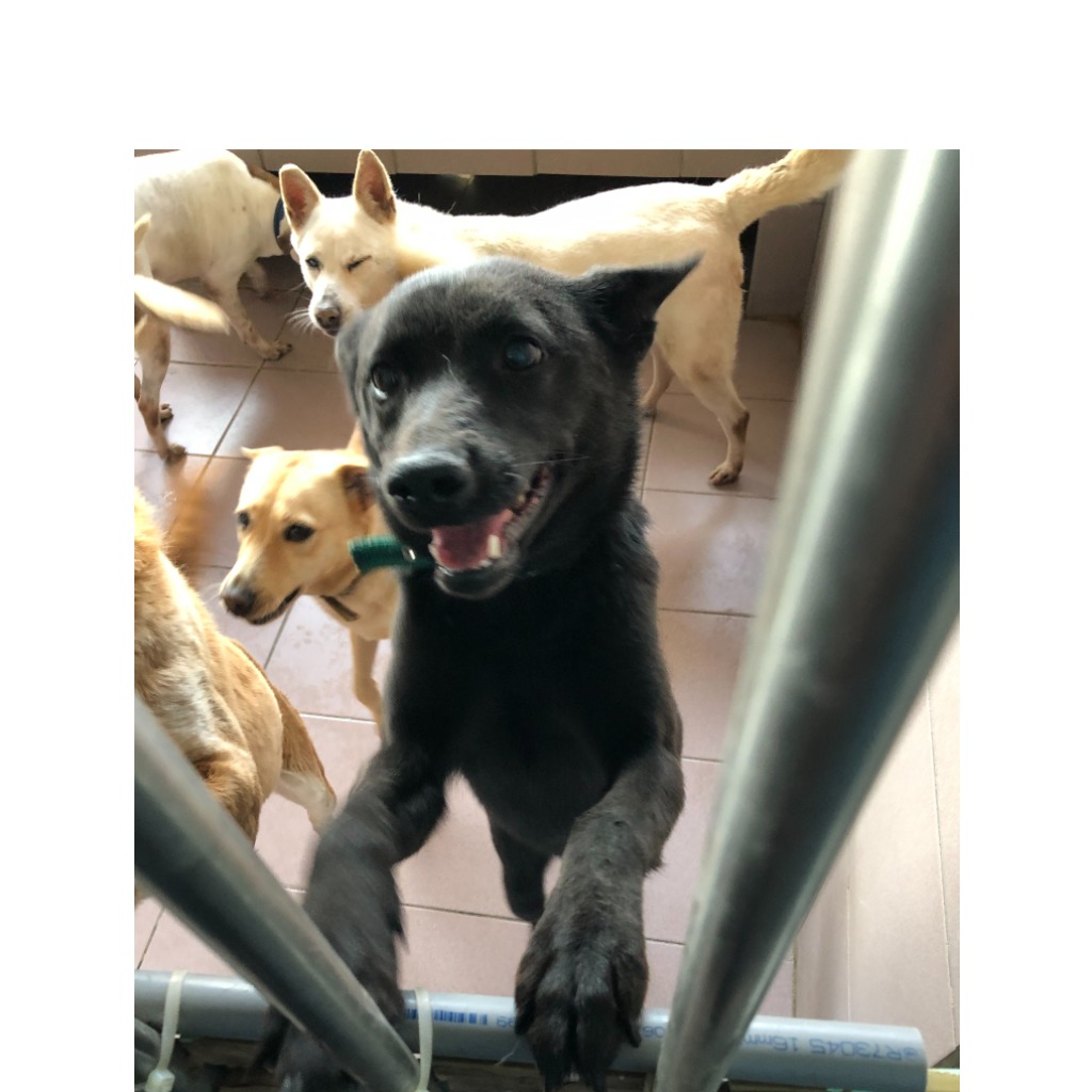 台南市已領養狗 混種犬