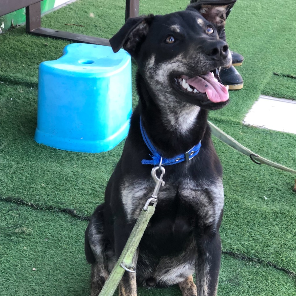 台南市已領養狗 混種犬