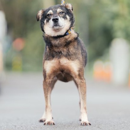 新北市已領養狗 混種犬