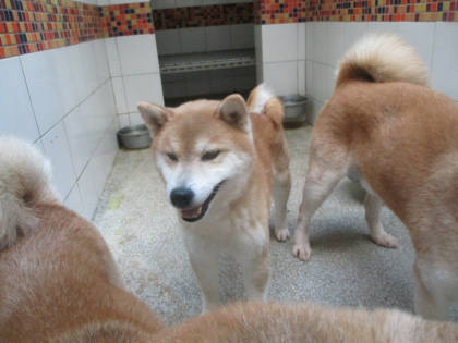 高雄市待認養狗｜柴犬｜黃色｜公