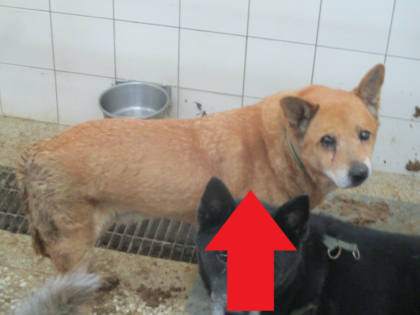 高雄市待認養狗｜混種犬｜黃色｜公
