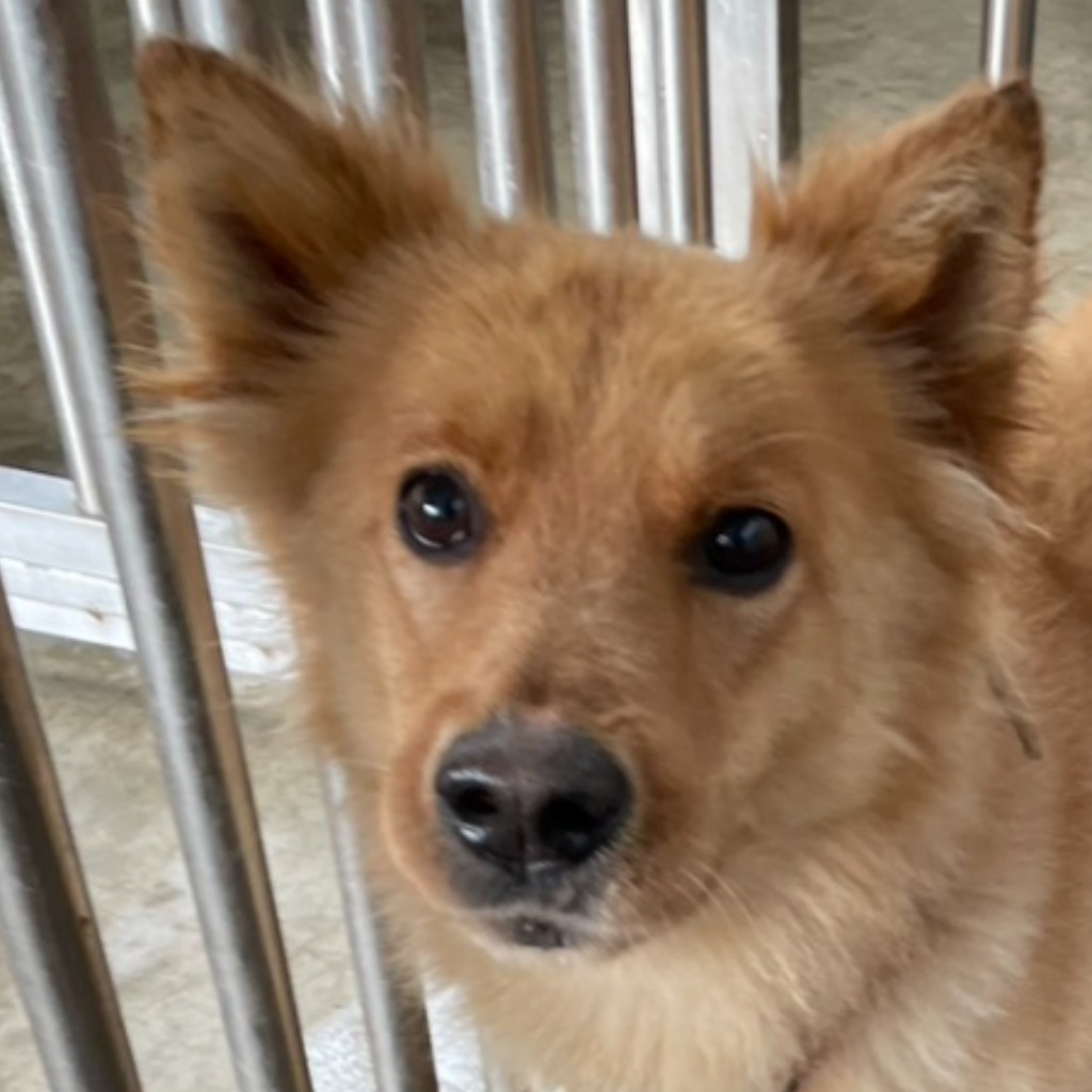 澎湖縣已領養狗 混種犬