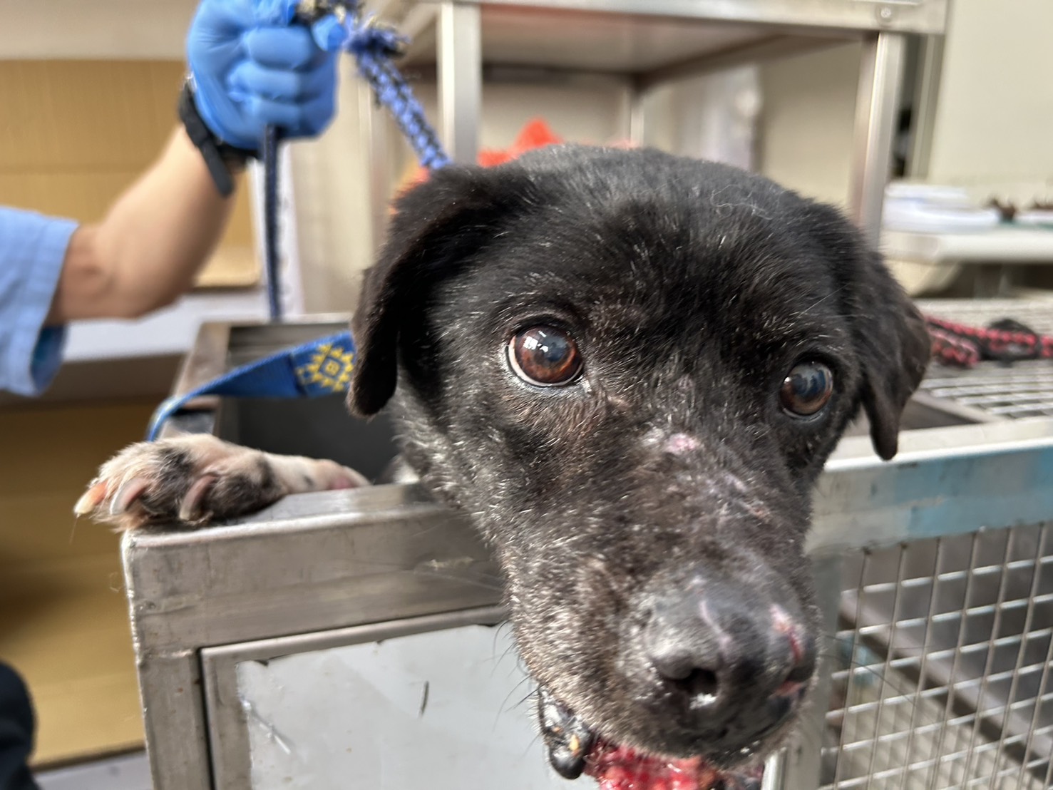 台北市已領養狗 混種犬