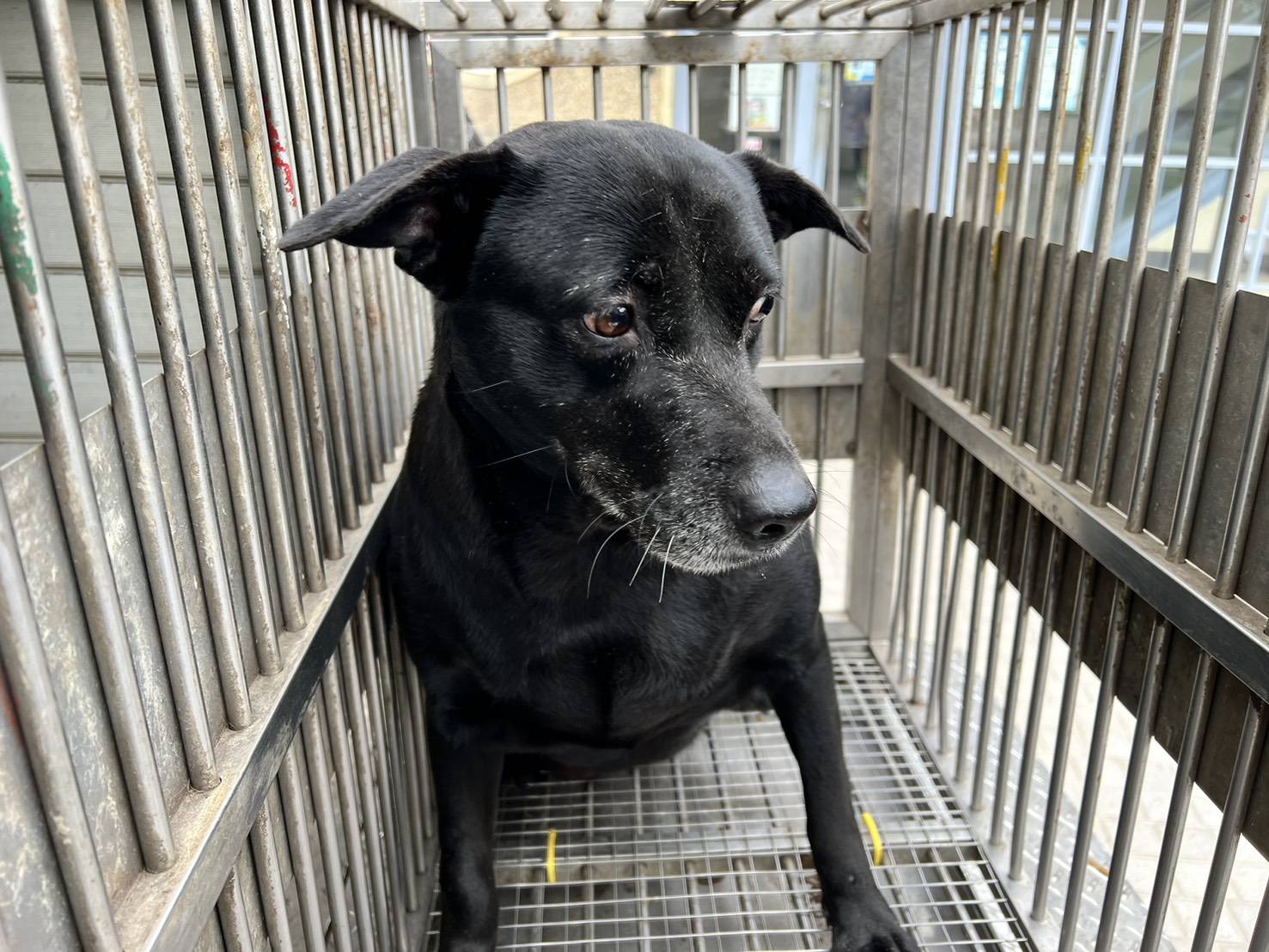 桃園市已領養狗 混種犬