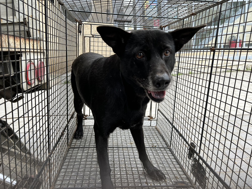 桃園市已領養狗 混種犬