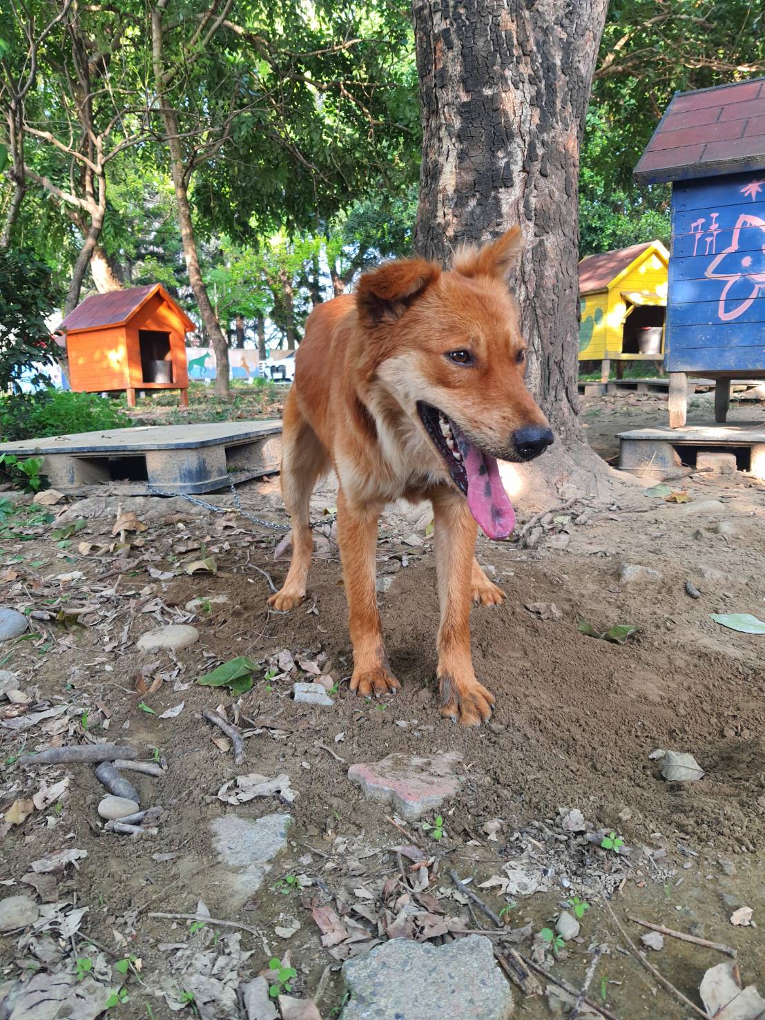 台南市已領養狗 混種犬