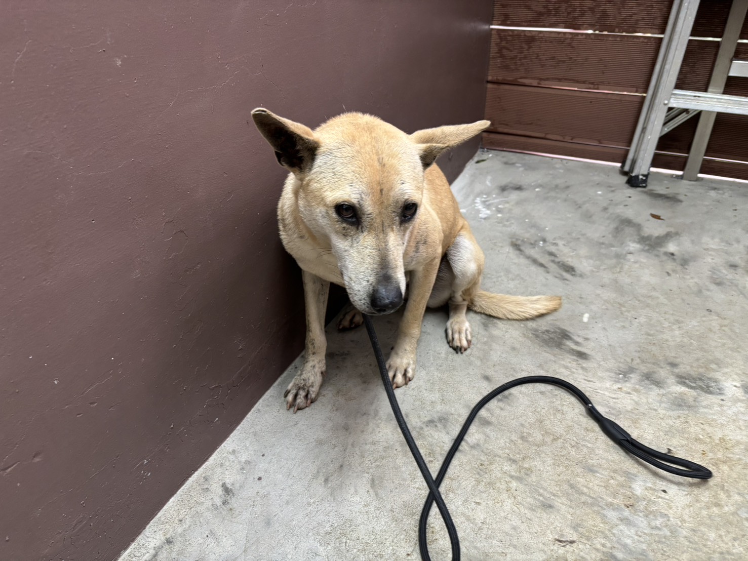 新北市已領養狗 混種犬
