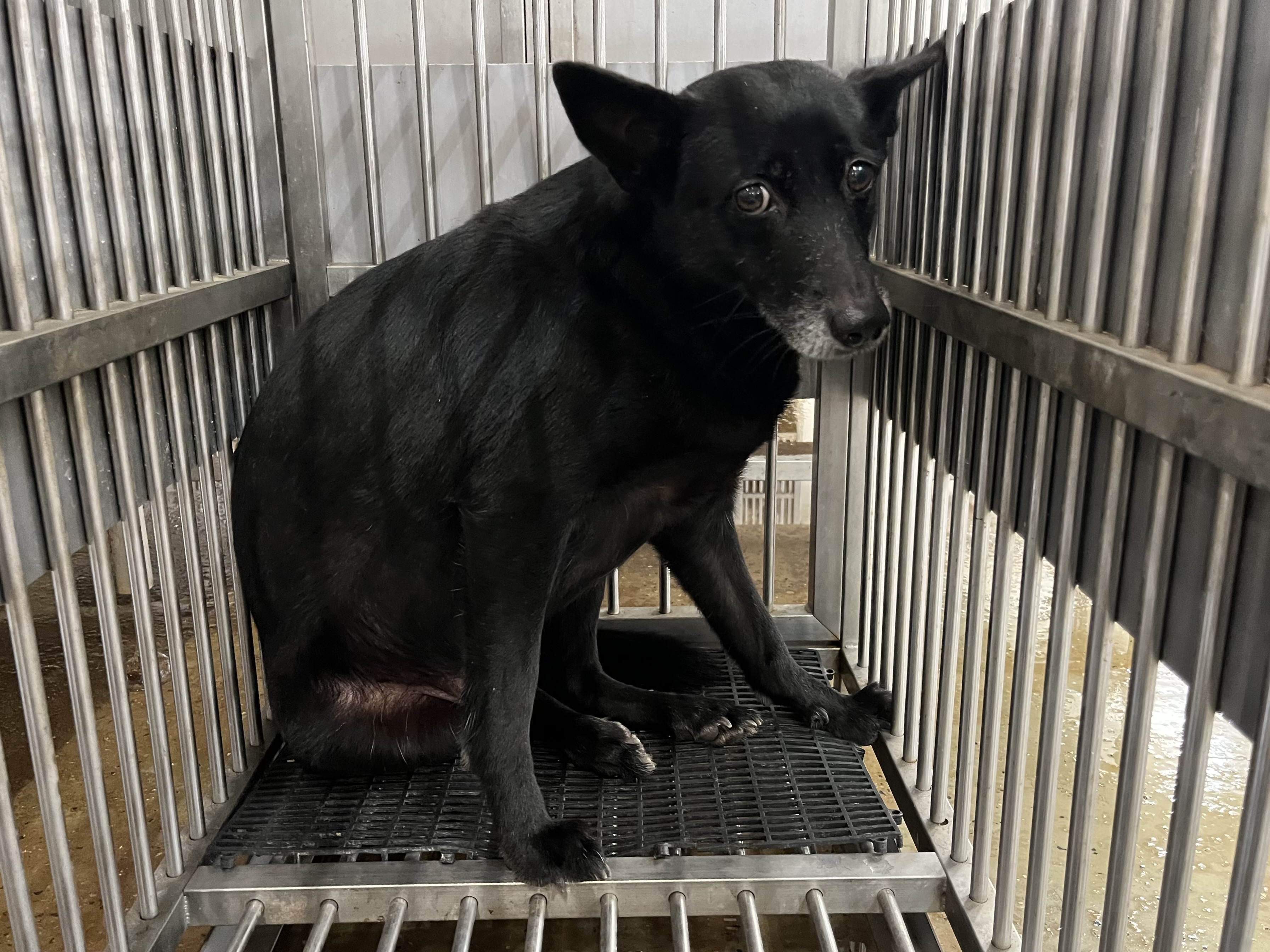 桃園市已領養狗 混種犬
