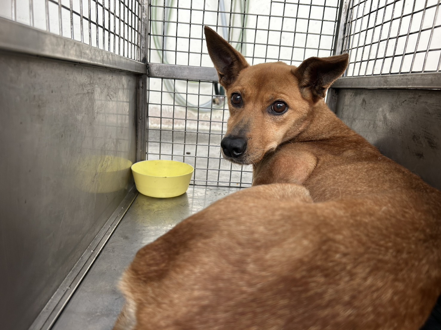 台北市已領養狗 混種犬