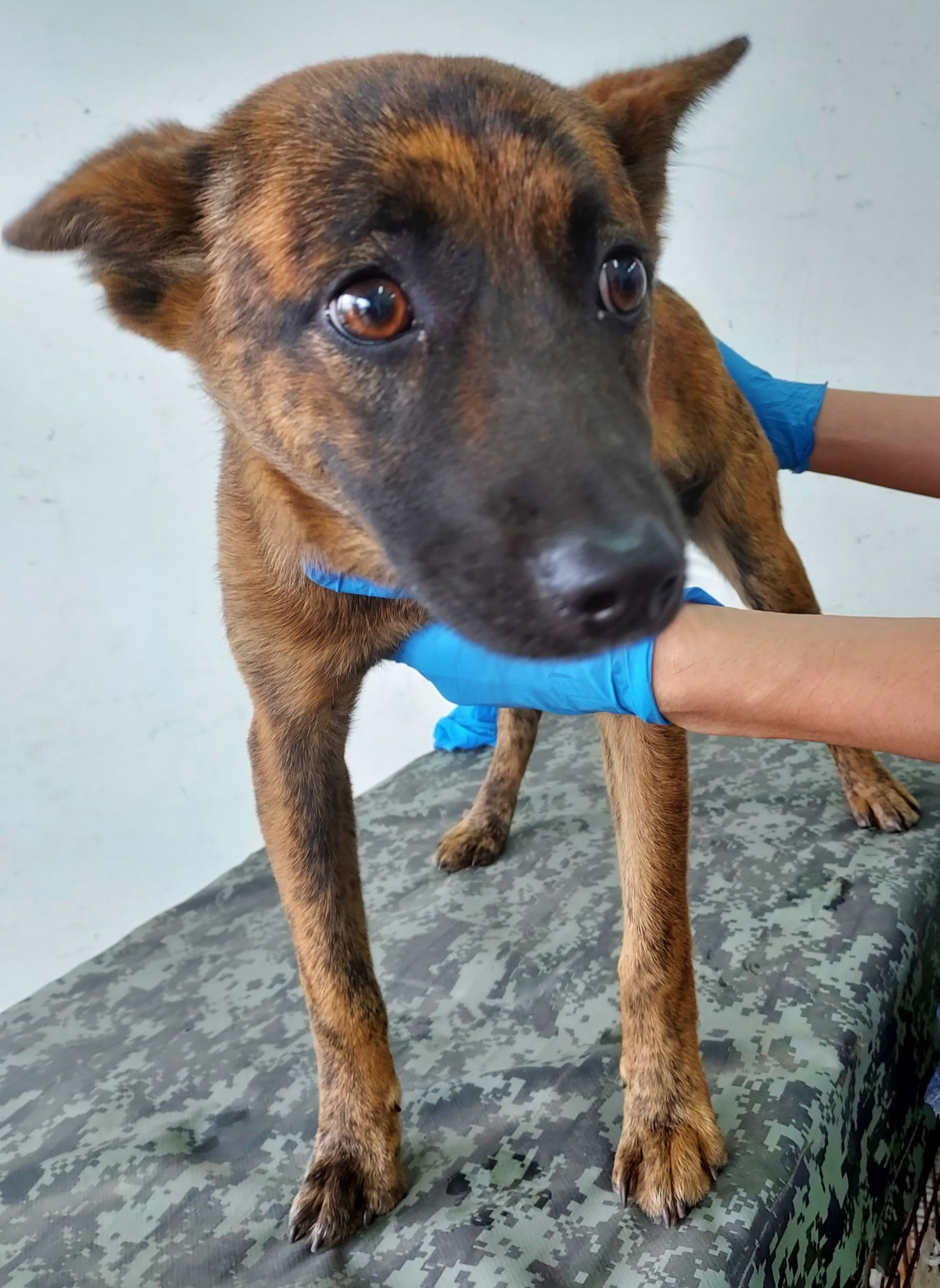 花蓮縣已領養狗 混種犬