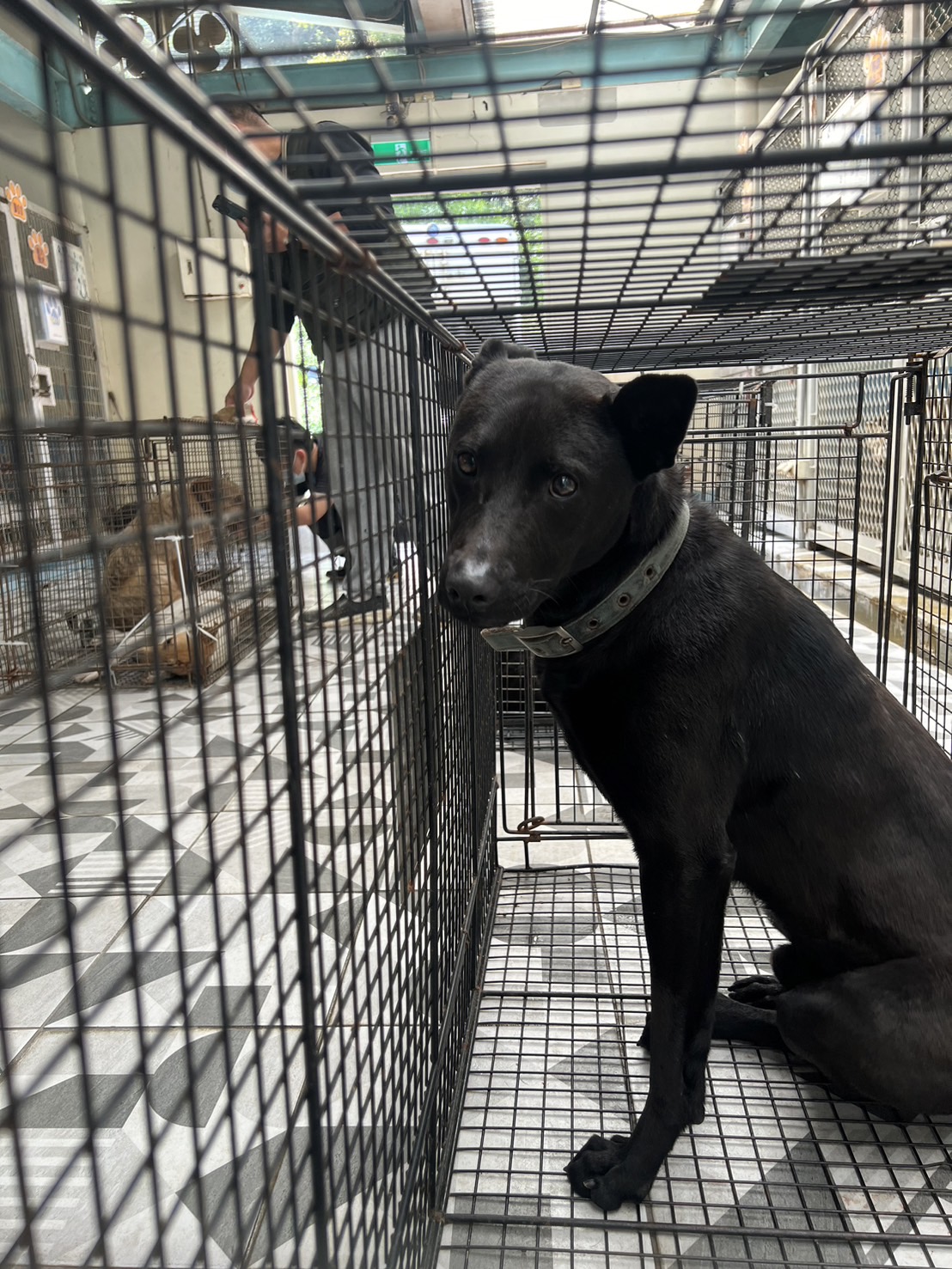 苗栗縣已領養狗 混種犬