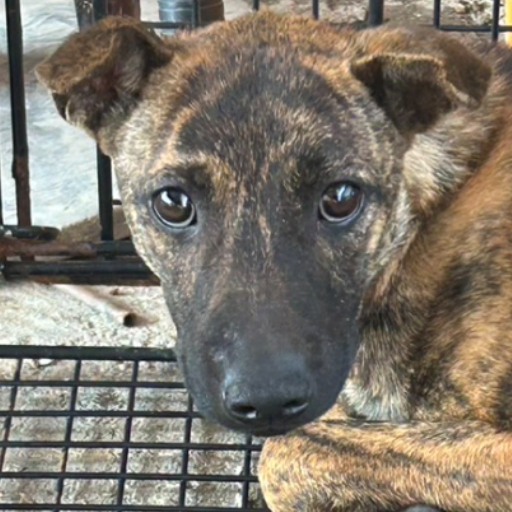 澎湖縣已領養狗 混種犬