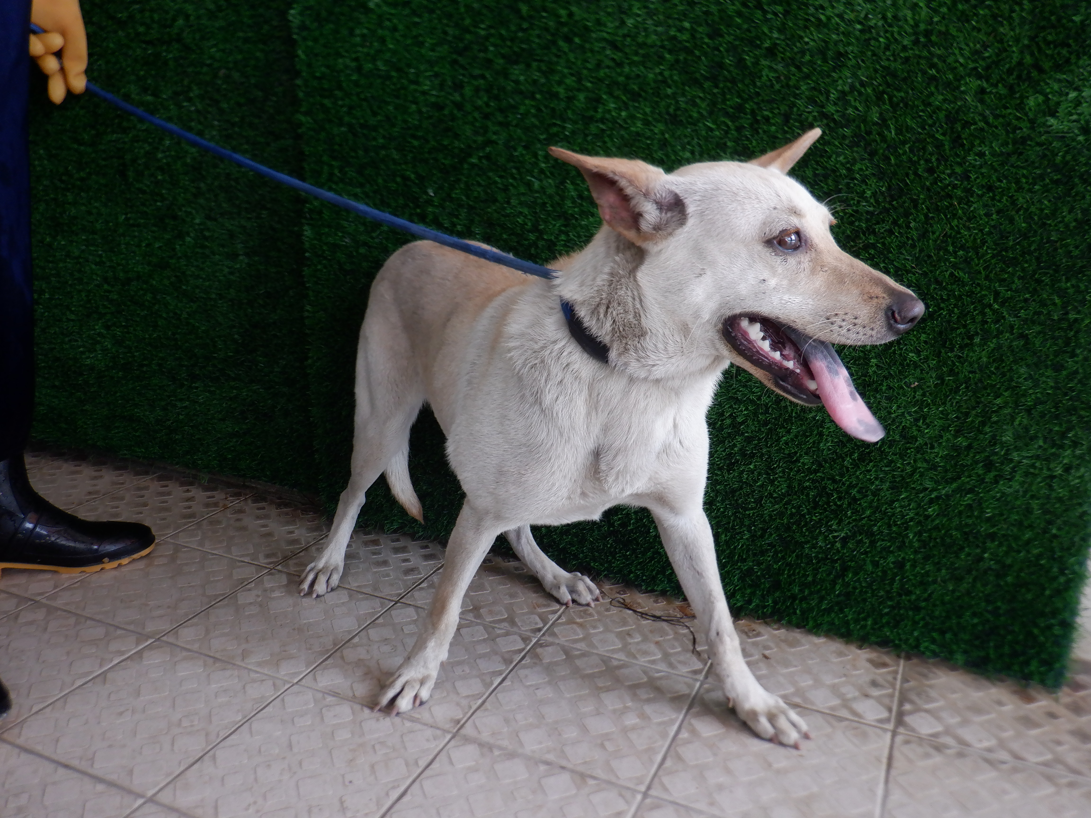 南投縣已領養狗 混種犬
