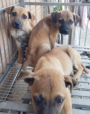 台中市已領養狗 混種犬